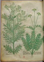 Botanical illustration, c.1440