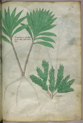 Botanical illustration, c.1440