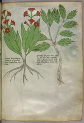 Botanical illustration, c.1440