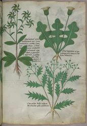 Botanical illustration, c.1440
