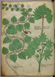 Botanical illustration, c.1440