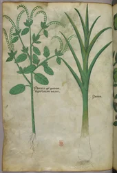 Botanical illustration, c.1440
