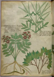 Botanical illustration, c.1440