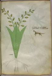 Botanical illustration, c.1440