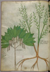 Botanical illustration, c.1440