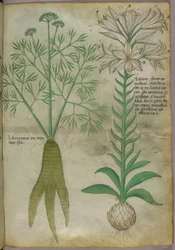 Botanical illustration, c.1440