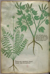 Botanical illustration, c.1440