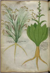 Botanical illustration