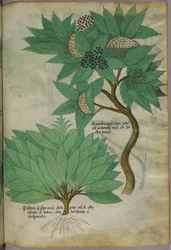 Botanical illustration