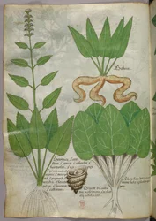 Botanical illustration