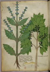 Botanical illustration from Herbal, Tractatus de Herbis, Sloane 4016 f.39v, c.1440