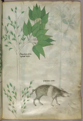 Botanical illustration of a plant and a boar or pig, labelled 