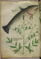 Botanical illustration of a plant and a fish, c.1440
