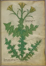 Botanical illustration of a plant, c.1440
