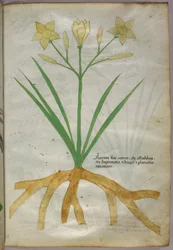 Botanical illustration of a plant, c.1440