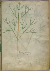 Botanical illustration of a plant, c.1440