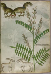 Botanical illustration of a plant, two goats and two birds, c.1440