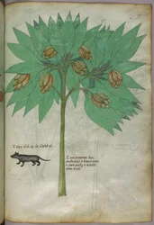 Botanical illustration of a plant with an animal, c.1440