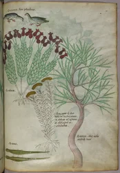 Botanical illustration of plants with birds and insects, c.1440