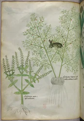 Botanical illustration of a sweet basil plant and a hare among asparagus, c.1440