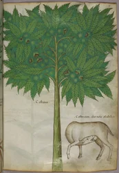 Botanical illustration of a tree and an animal