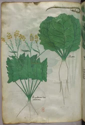 Botanical illustration of plants and a snake, c.1440