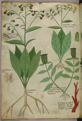 Botanical illustration of plants and coral with a snake and a deer
