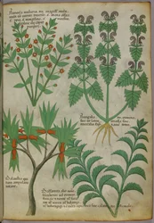 Botanical illustration of plants, c.1440