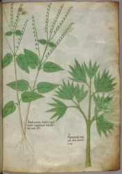 Botanical illustration of plants, c.1440