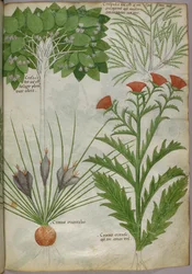 Botanical illustration of plants, c.1440