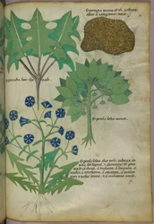 Botanical illustration of plants, including a sponge, c.1440