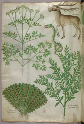 Botanical illustration of plants, a snake and a deer, c.1440