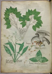 Botanical illustration with a bird killing another bird