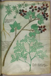 Botanical illustrations of madder, blackberry, rue, c.1440