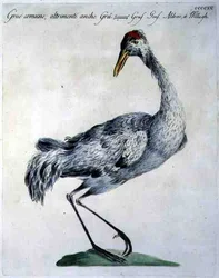 Common Crane, c.1767-76