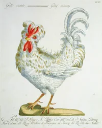 Curly-haired cockerel, c. 1767-76