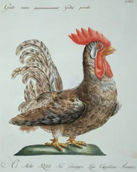 Dwarf cockerel, c. 1767-76