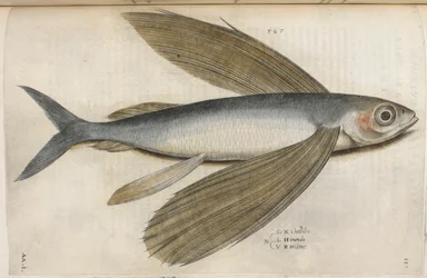 Flying fish, illustration from 