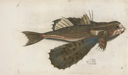 Flying fish, illustration from 