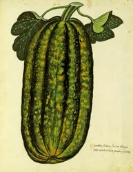 Green Oblong Squash by Ulisse Aldrovandi, Plate Published in Piante Fiori Frutti