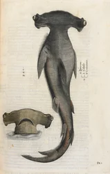 Hammerhead shark, illustration from 