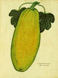 Heirloom Squash by Ulisse Aldrovandi