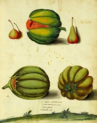 Heirloom Squash by Ulisse Aldrovandi