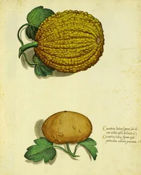 Heirloom Squash by Ulisse Aldrovandi