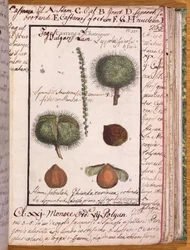 Chestnut, from Dizionario di Botanica