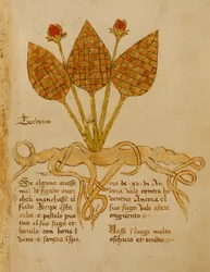 Herba Teoderis