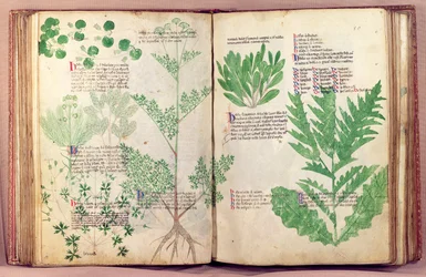 Plants from De Herbis by Manfredus de Monte Imperiali, c.1330-40