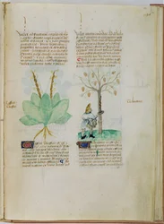 Collecting Turpentine, from 