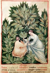 Two women picking sage, from Tacuinum Sanitatis, c.1390-1400