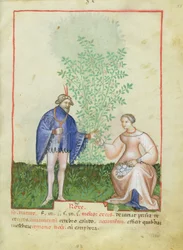 Roses, from Tacuinum Sanitatis